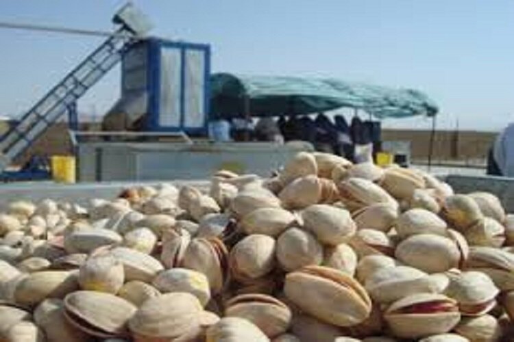 سارقان سابقه‌دار پسته در خاتم یزد دستگیر شدند